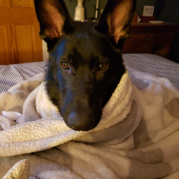 Meet your Posher Merlin aka Cheryl - Picture 10 of 12